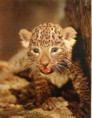 /album/fotogaleria-inicio/leopardo-cachorro-jpg/